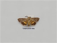 藏品(夜蛾273)的圖片